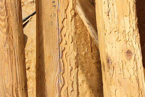 Traitement des bois à Muret