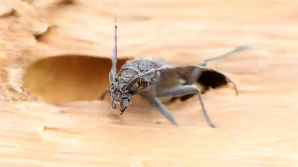 Insectes xylophages dans du bois. Quelle est la durée de vie d'une charpente ?